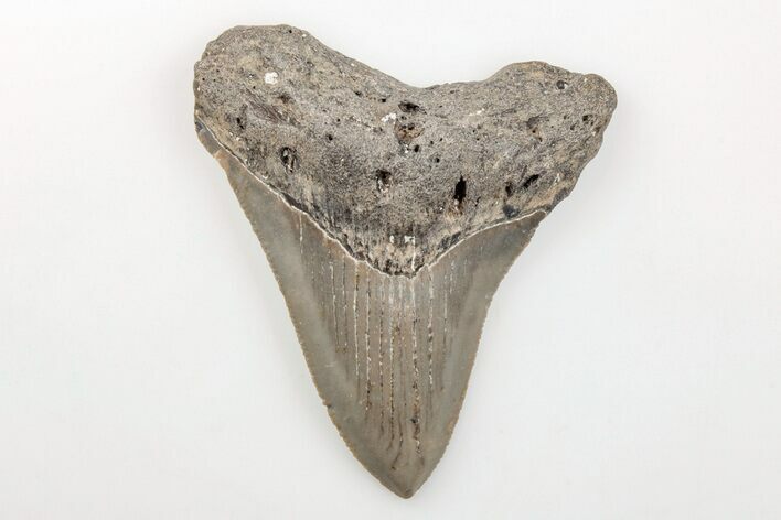 Serrated, Fossil Megalodon Tooth - North Carolina #200705